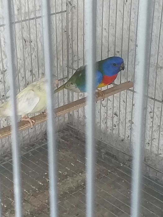 Esplêndidos ( neophema splendida )