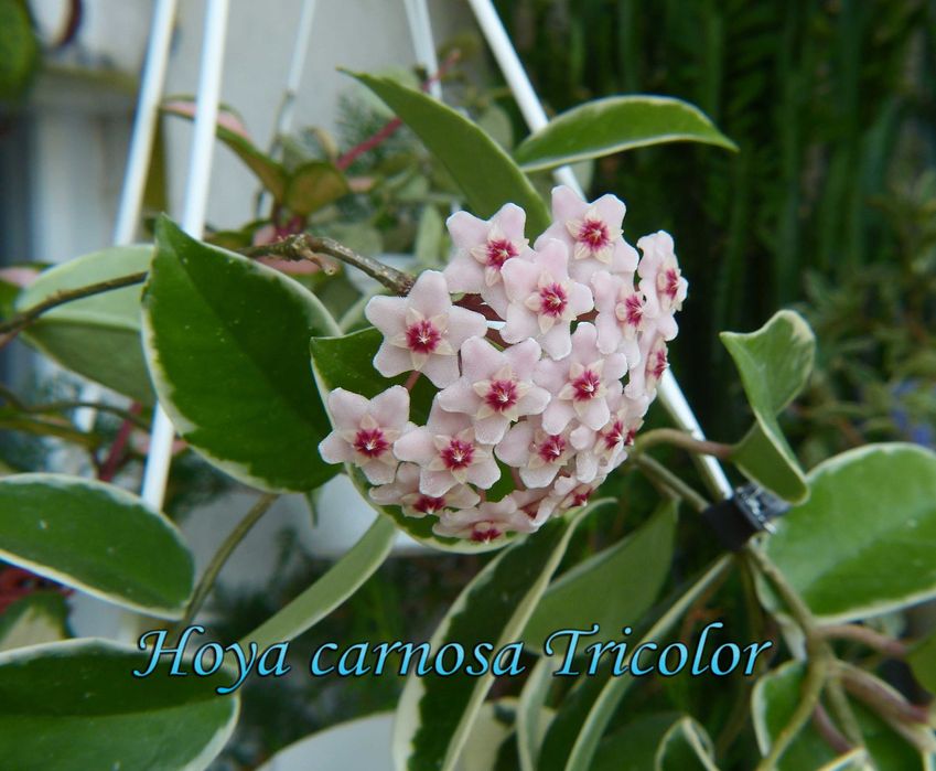 Продам хойи Perak,Finlaysonii dark leaves,H.sp.EPC-600,H. loheri и