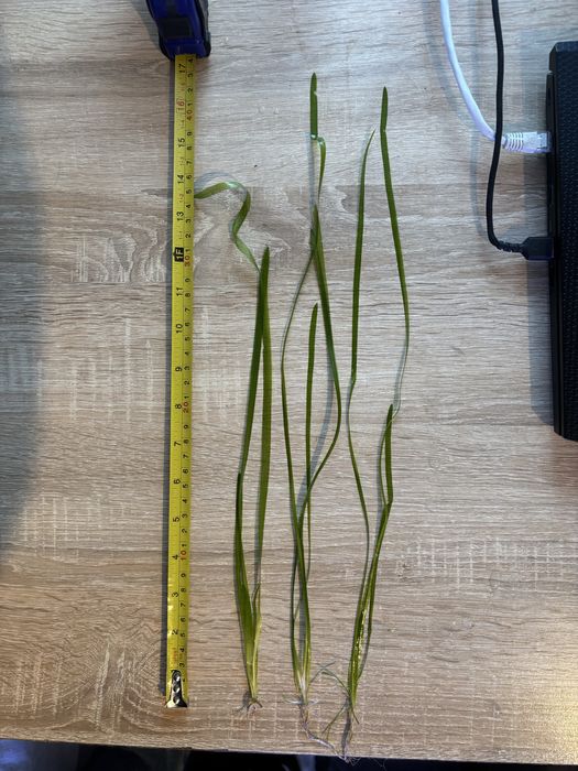 Nurzaniec sadzonki minimum 30-40cm