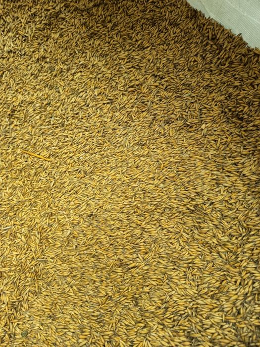 Owies na sprzedaż 1zl za kg