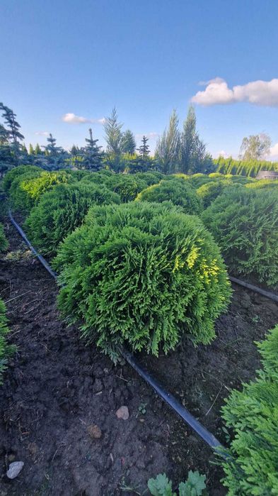 Tuja DANIKA,Thuja Occidentalis DANICA, średnica ok. 50 cm