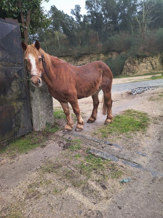 Cavalinho bretão pra venda
