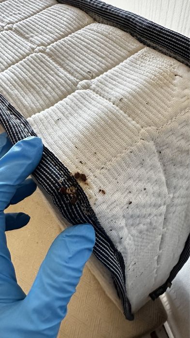 DESINFESTAÇÃO CONTROLO D EPRAGAS PERCEVEJOS BARATAS PULGAS TÉRMITAS