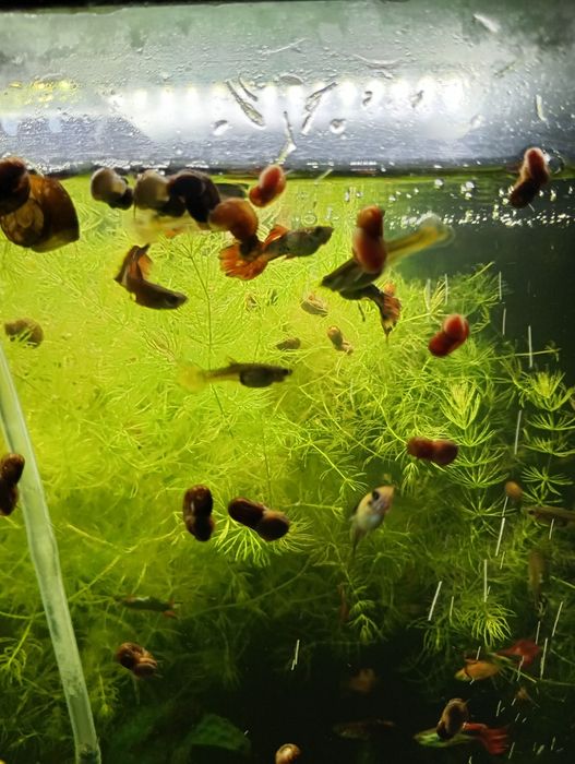 Аквариумні рибки