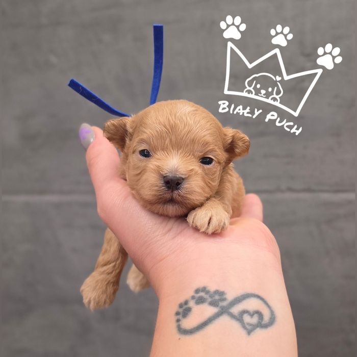 Maltipoo F1  2 kg  maltańczyk linia koreańska pudel linia azjatycka badania paszport wyprawka