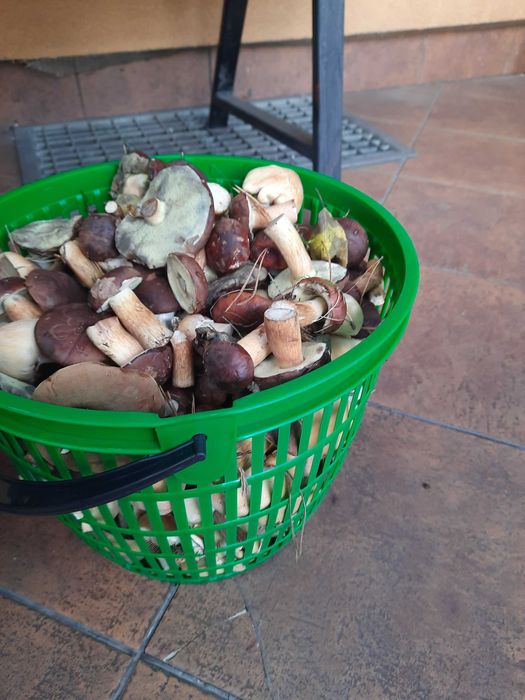 Grzyby suszone od grzyboznawcy