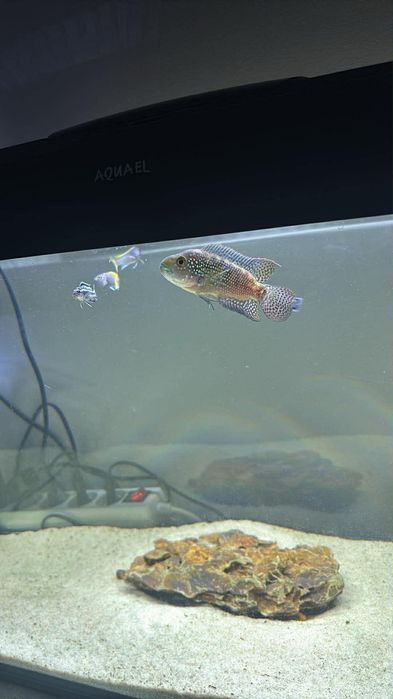 akwarium aquel 112 l z rybkami