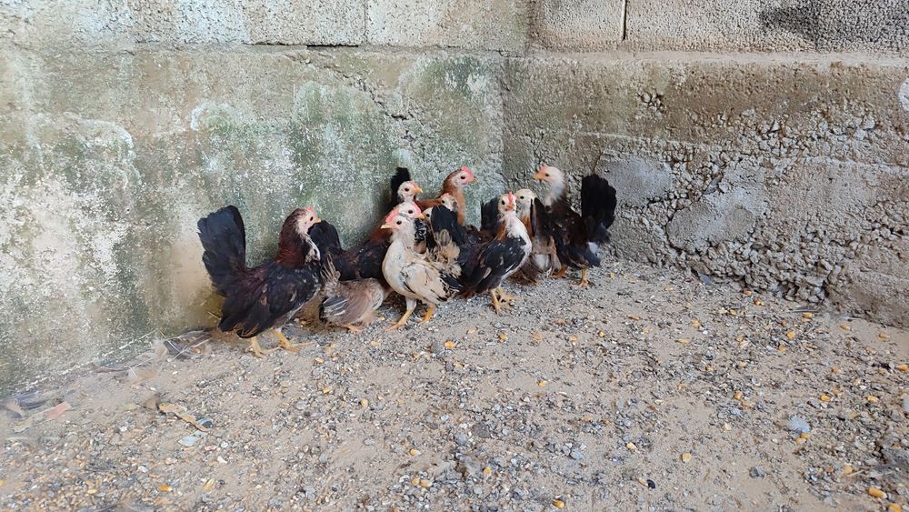Garnizés Seramas Puros