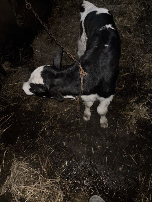 Sprzedam 2 byczki rasy ho