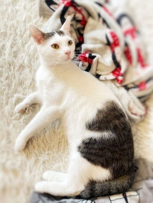 Żywa przytulanka szuka dobrego domu :)