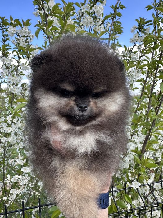 Szpic miniaturowy - Black&Tan - chłopak