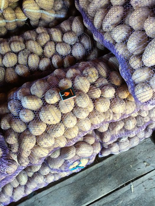 Картопля Рівєра. Велика. Друга репродукція