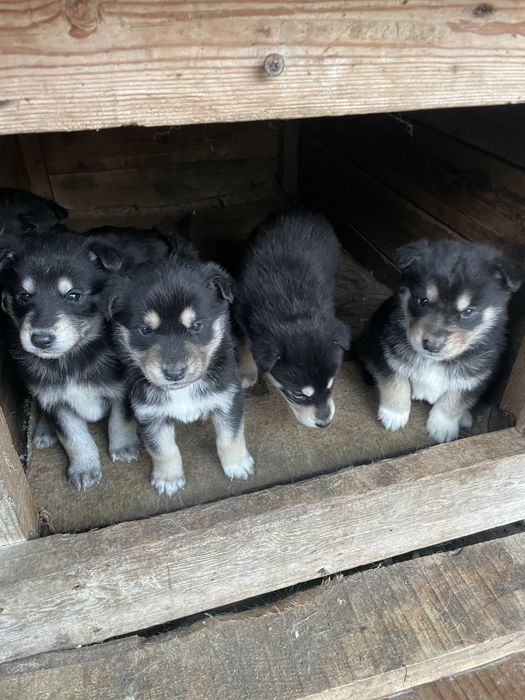 Безкоштовно віддам щенят,з доставкою на дім