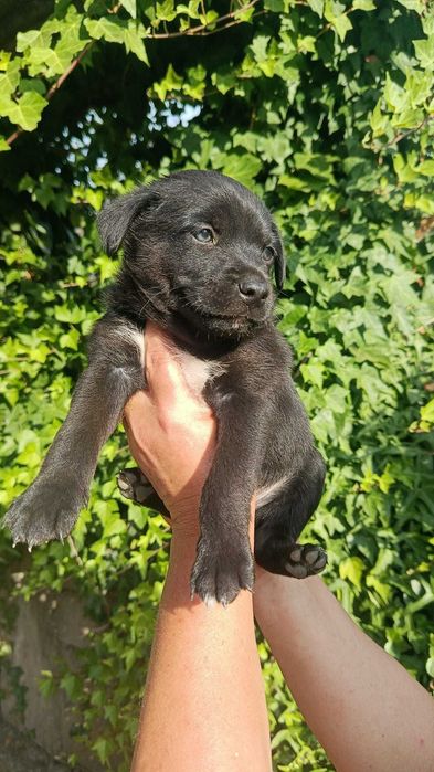 Cães para adoção