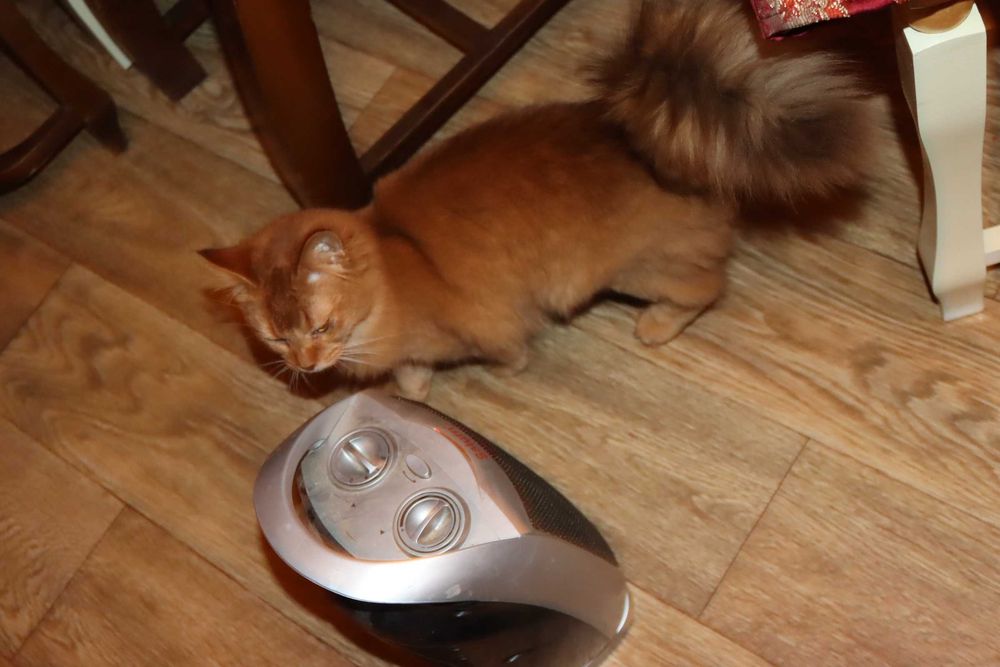 Кошечка породы Абиссинская длиношерстная - сомалийская