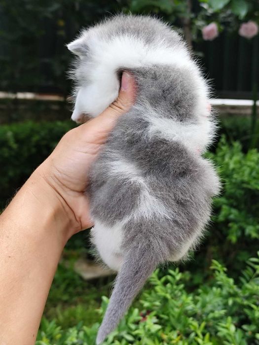 Gatinho british azul e branco
