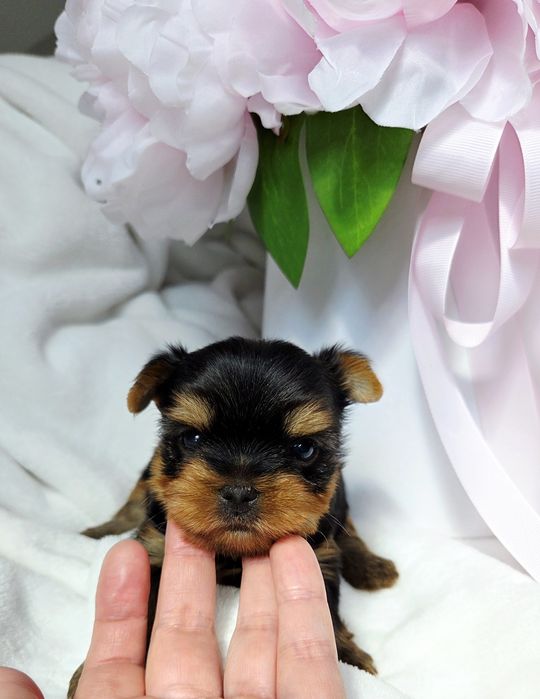 Piesek Yorkshire terrier rod ZKwP FCI