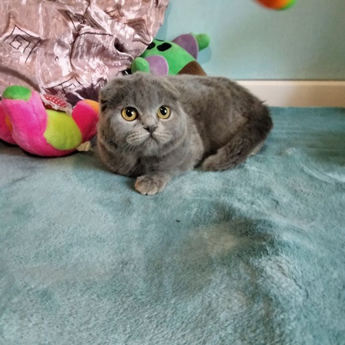 шотландский скоттиш фолд