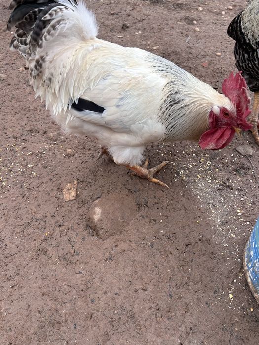 Sussex 1 macho 4 femeas