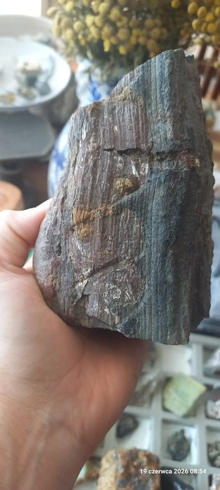 Minerały skamieniałości skamieniałe drewno