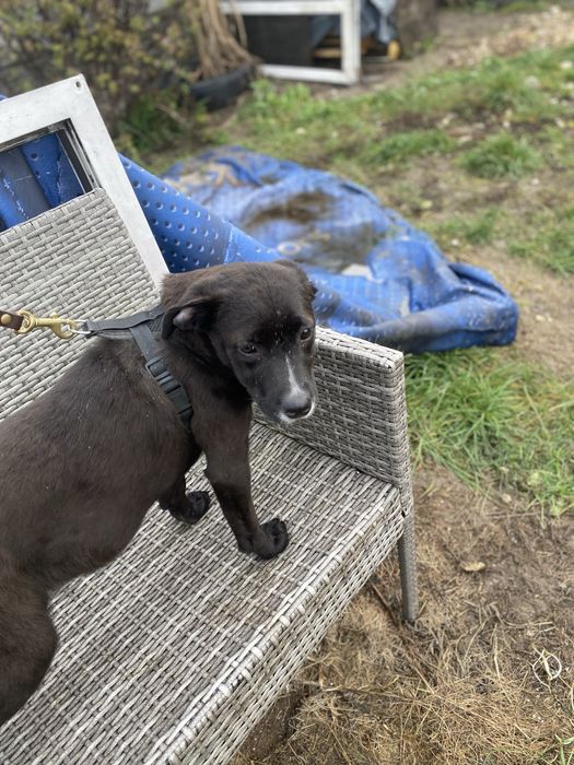 Suczka w typie wyżła do adopcji 4-5 miesięczna