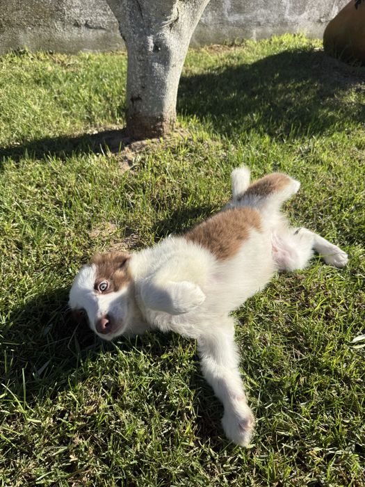 Border collie Macho chocolate PREÇO SÓ HOJE