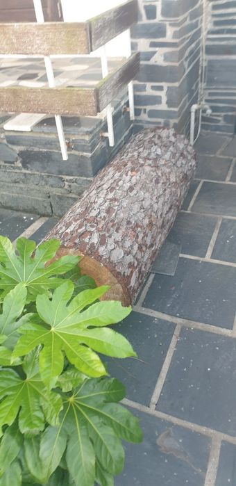 Troncos de pinheiro cortado em 50 cm