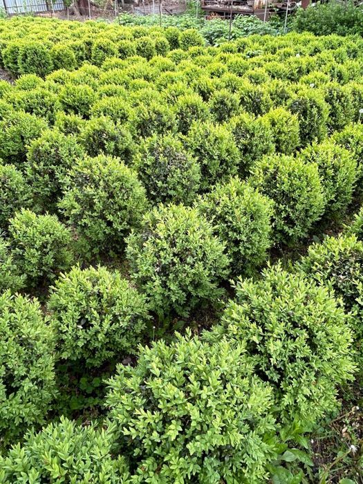 Самшит сформований біля 65 см