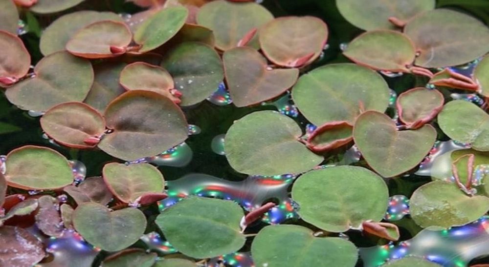 Red Root Floater (Phyllanthus fluitans) – Planta Flutuante Vermelha