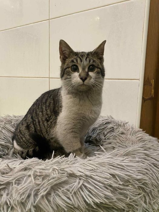 Mały kocurek szuka domu