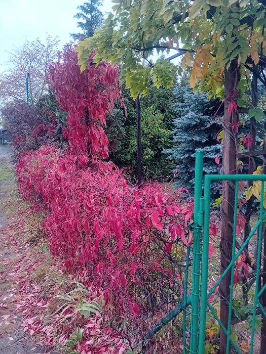 Działka ROD -Wawer