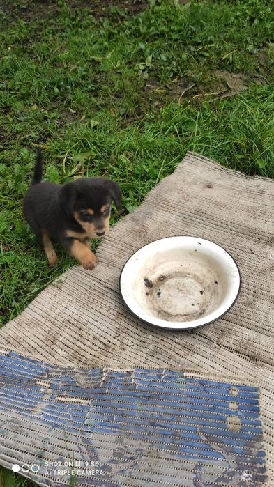 Щенятка 1 ,5 місяця