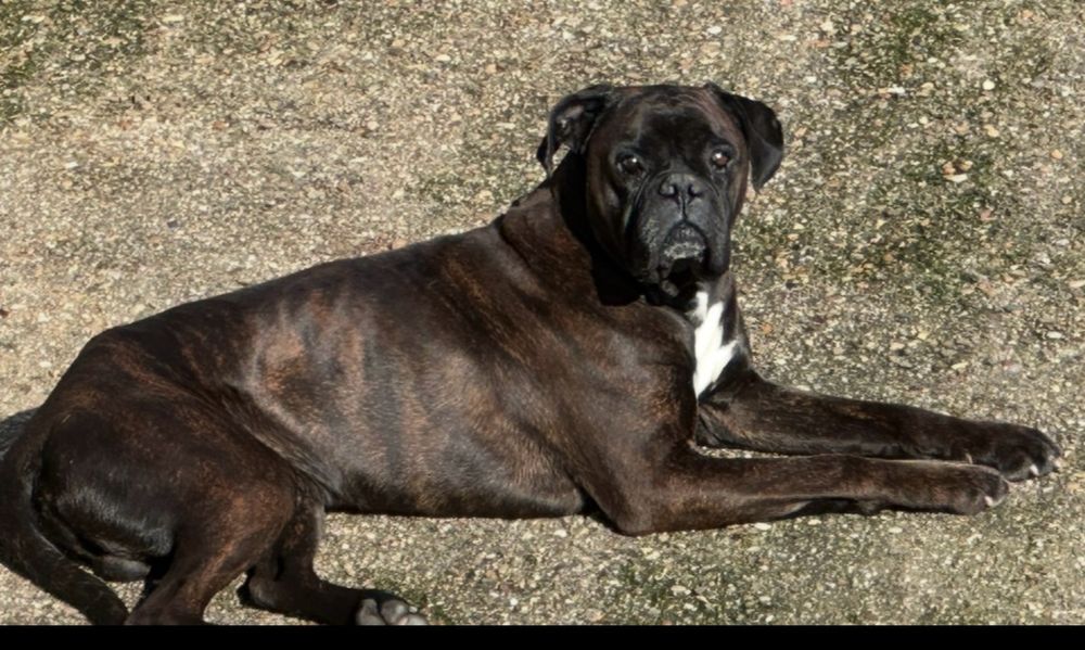 Bebés Boxer para adoção