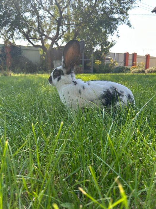 Кролики "Бабочка" и "Полтавской серебро"