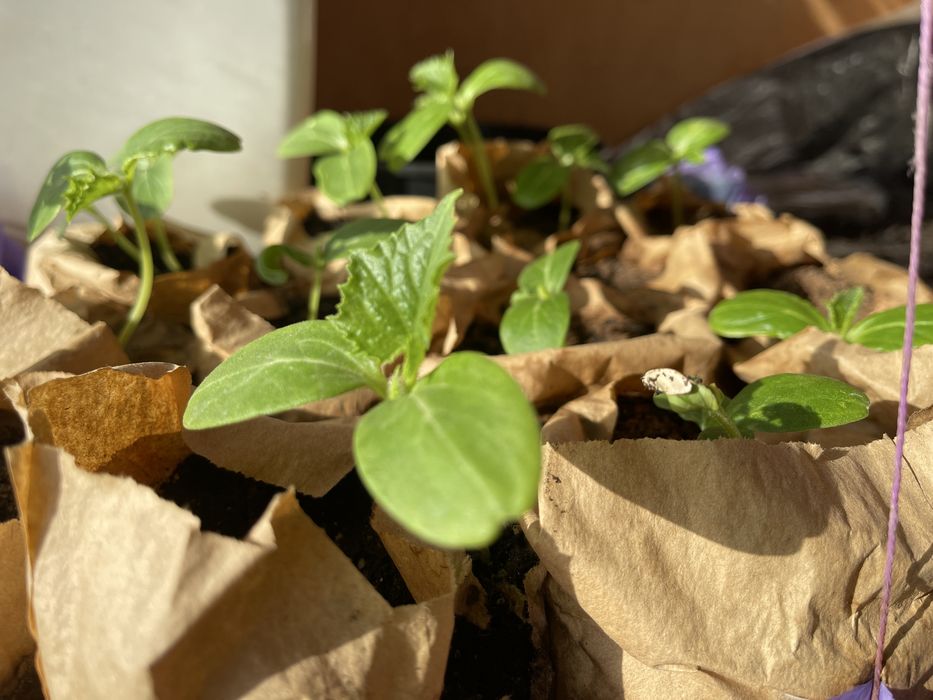 Рассада - огурцы ,f1 ,опт и розница