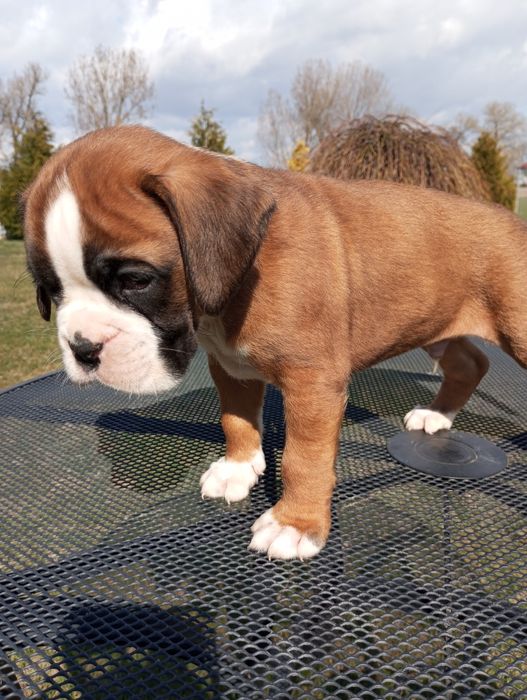 Piesek samiec bokser