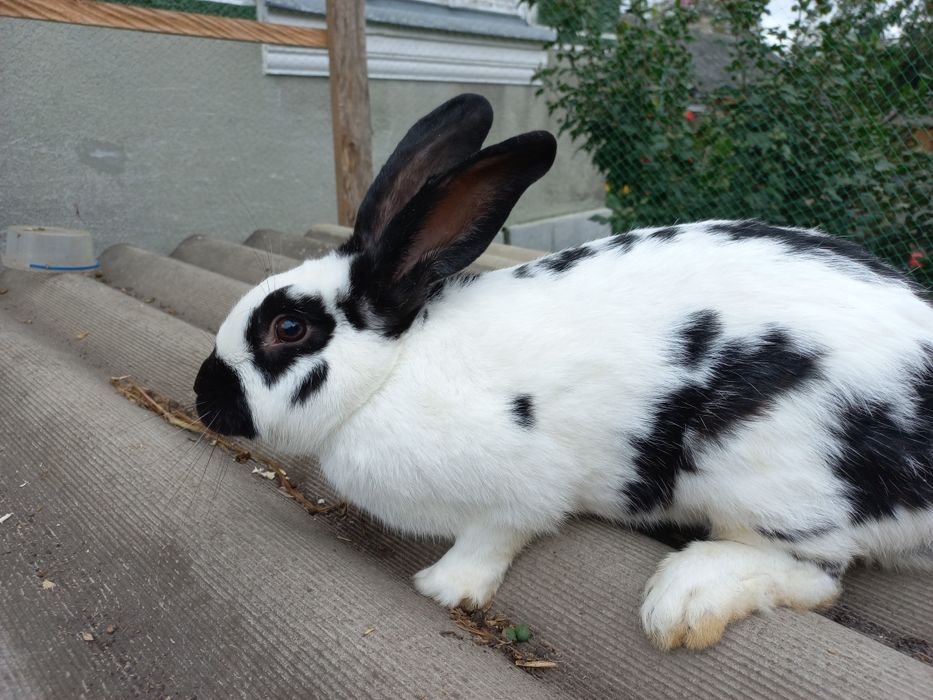 Продаються кролики