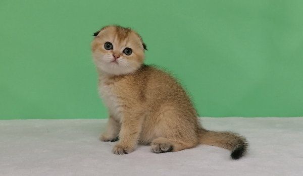 Золотая красоточка Зирка