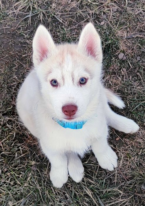 siberian husky ZKwP/ FCI złoto-biała suczka gotowa  na nowy dom