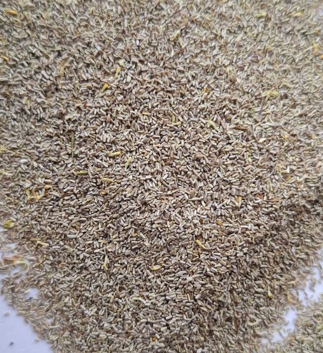 nasiona rumianku, rumianek, nasienie rumianku