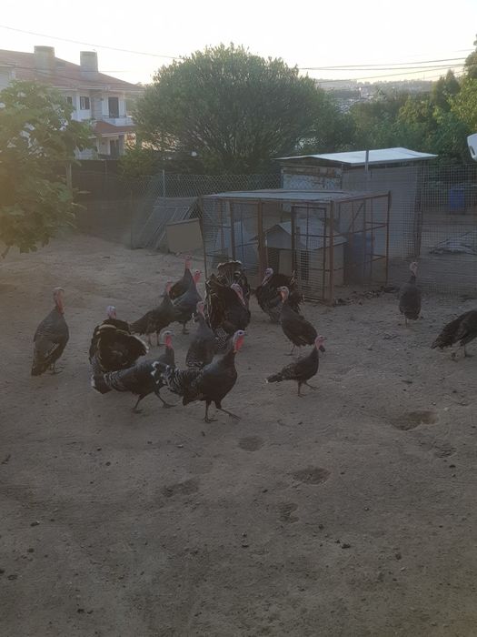 Perus caseiros e ovos