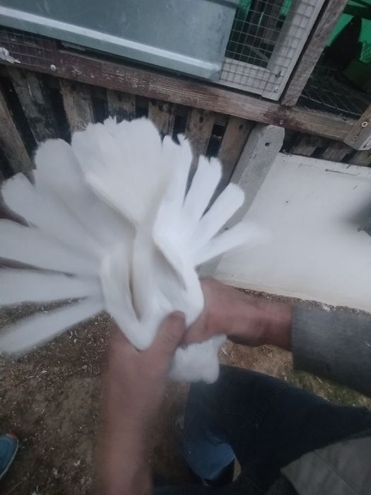 Do sprzedania golebie
