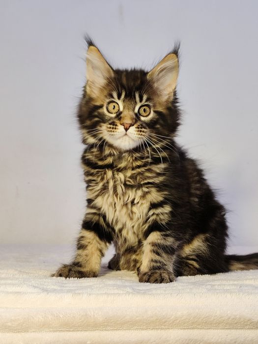 Кошенята Мейн-кун (дівчата)