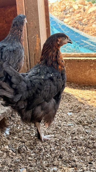 Marans Negro Cobre / Ayam Cemani / Araucanas
