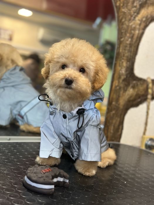 Подросток пуделек