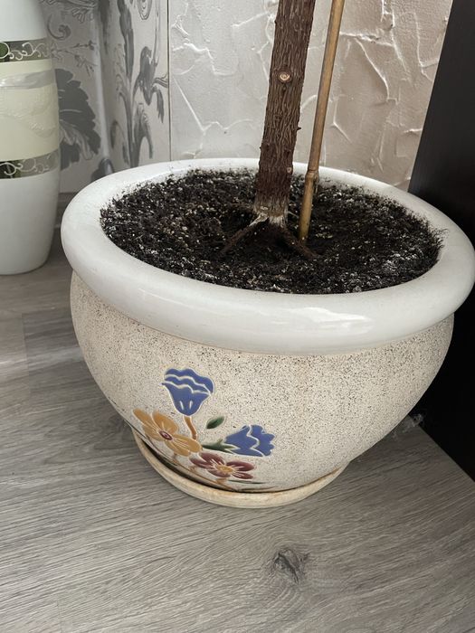 Фикус каучуковый,