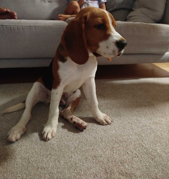 Beagle multicolor   macho