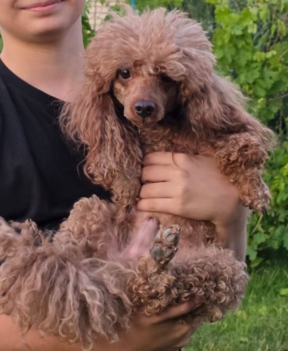 Карликовый пудель, кастрирован