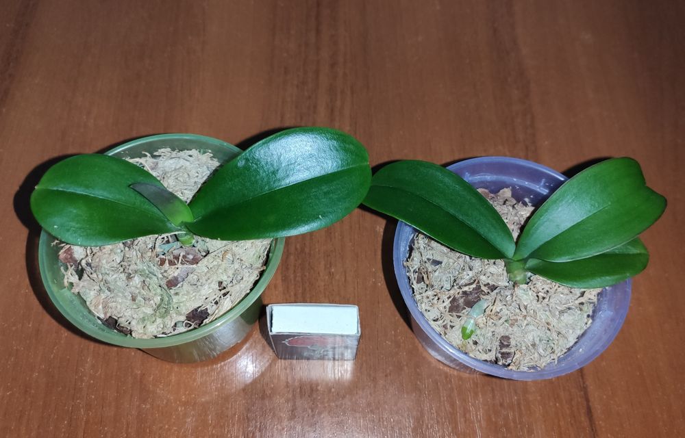 Детки орхидеи Пират Пикоти