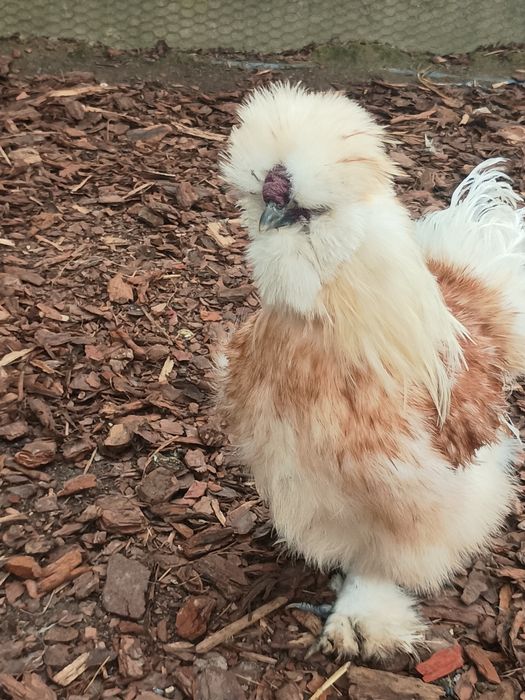 Jaja lęgowe kur silek